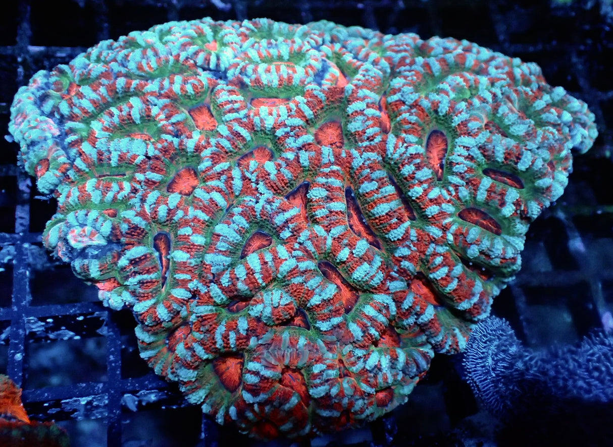 Acanthastrea Lordhowensis Ultra