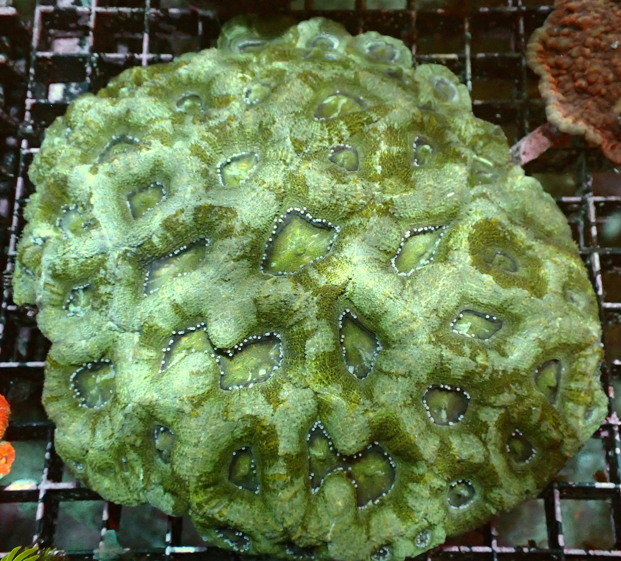 Acanthastrea Bowerbanki XXL WYSIWYG