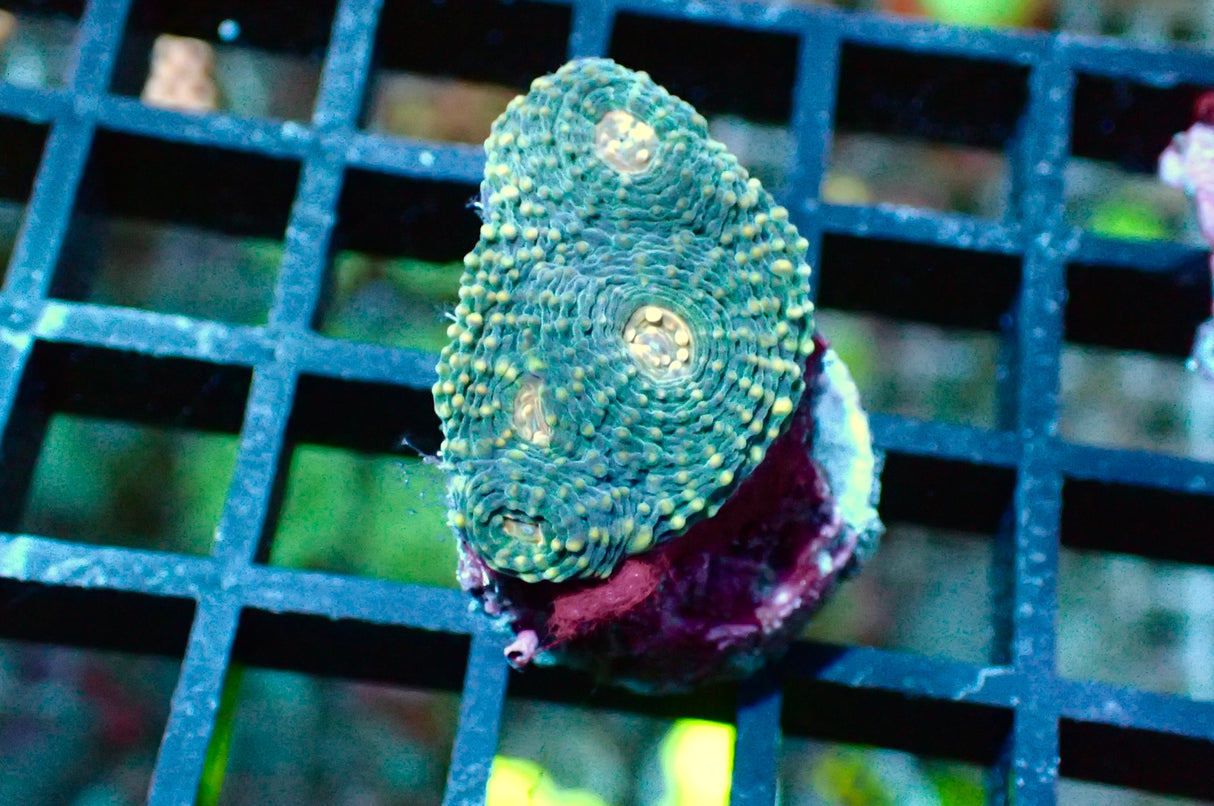 Echinophyllia - Chalice