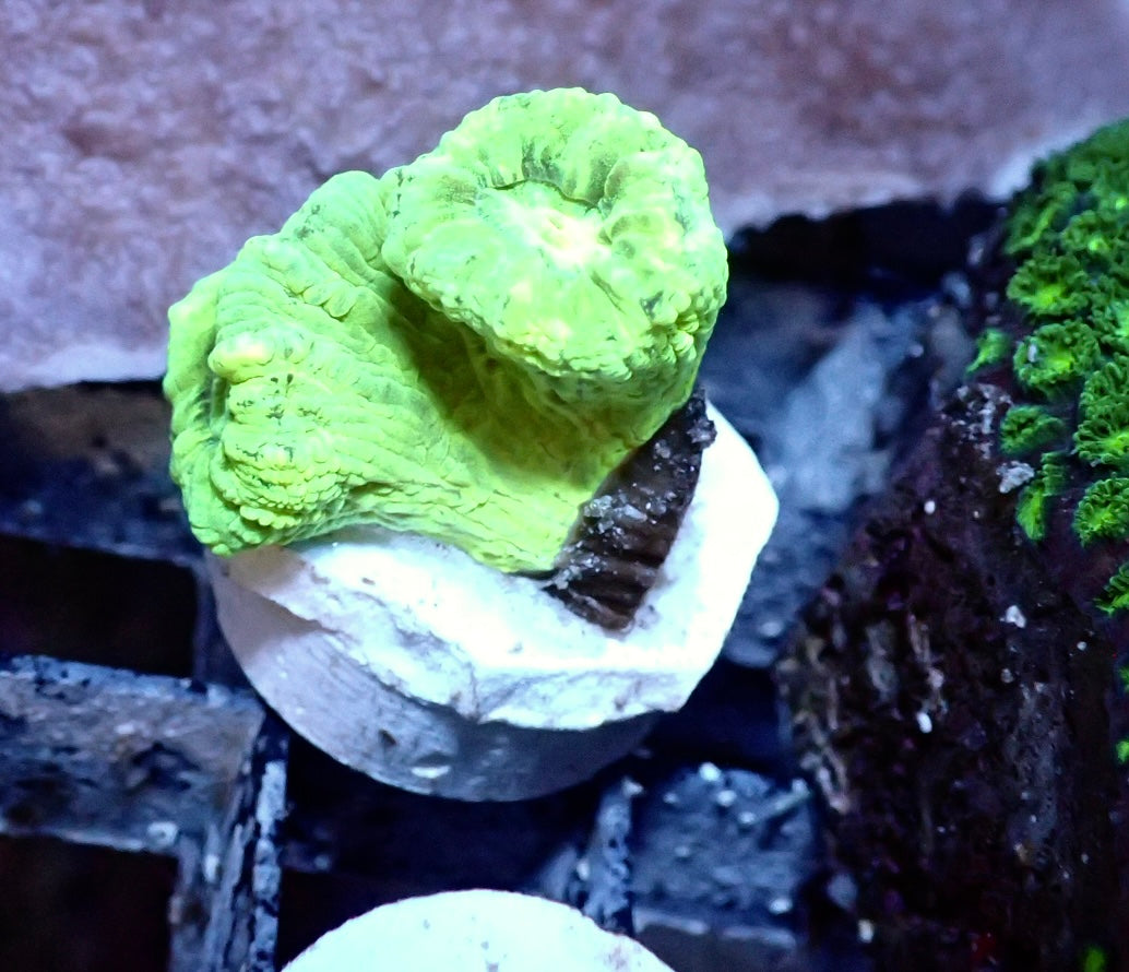 Caulastraea neon Doppelkopf