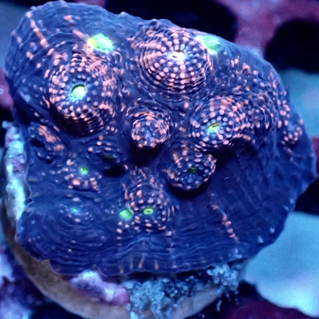 Echinophyllia - Pink Boobies