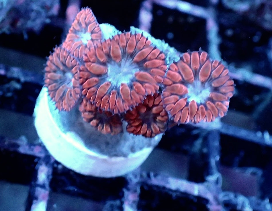 Blastomussa merleti WYSIWYG 6 Polypen