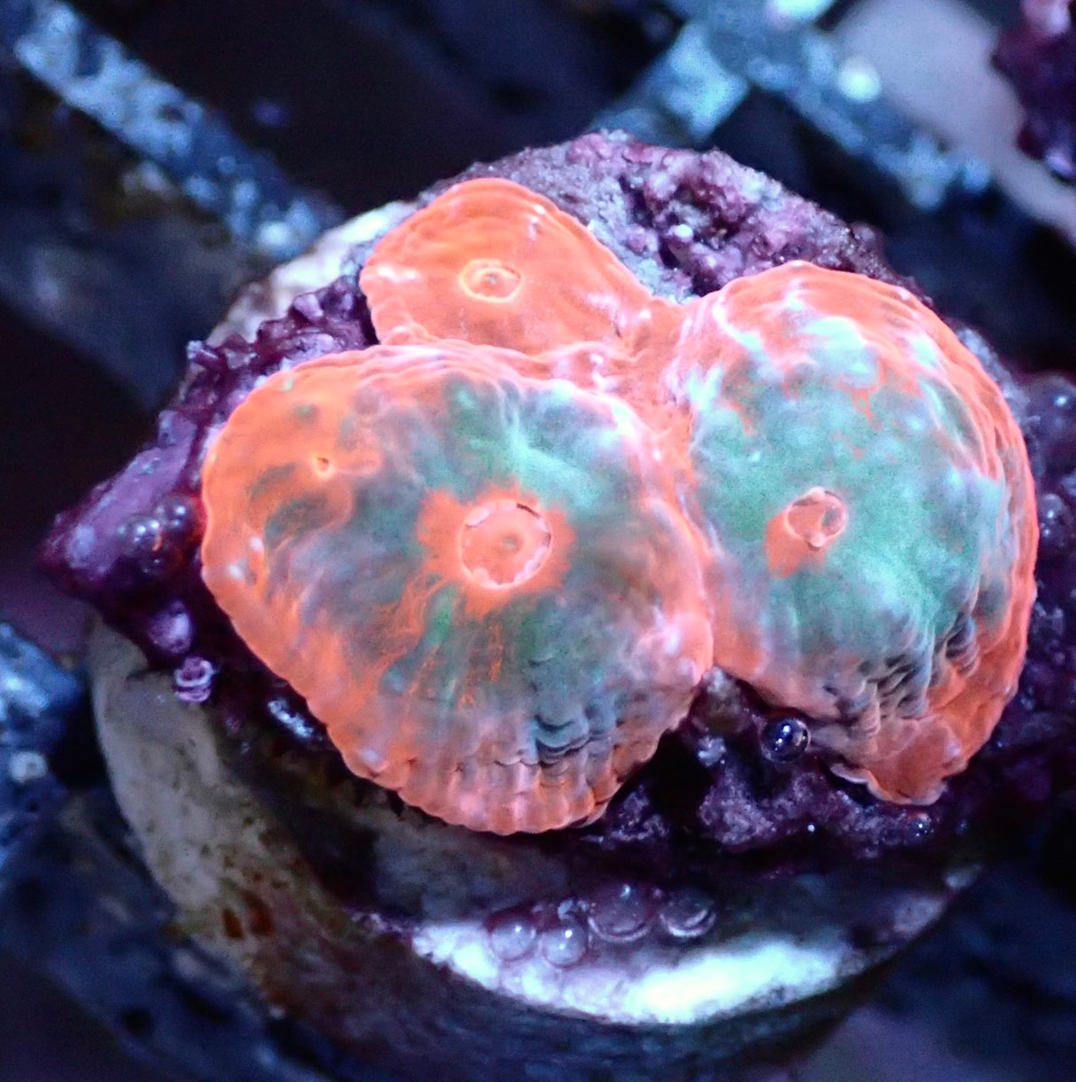 Echinophyllia ultra - Chalice