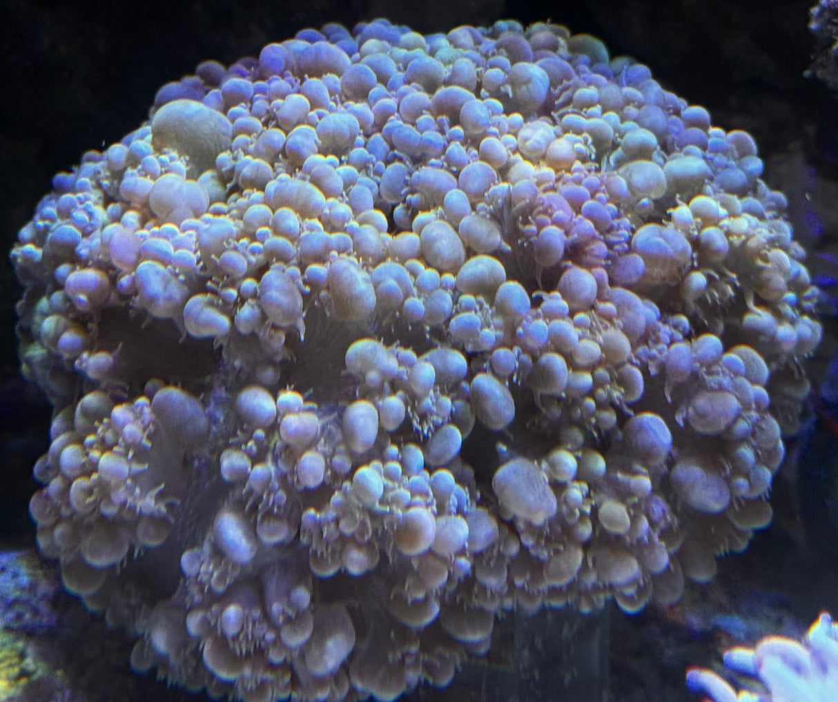 Plerogyra sinuosa - Blasenkoralle XL