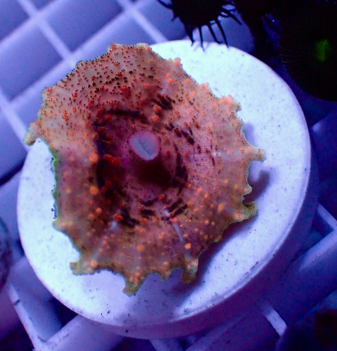 Discosoma neglecta Ultra