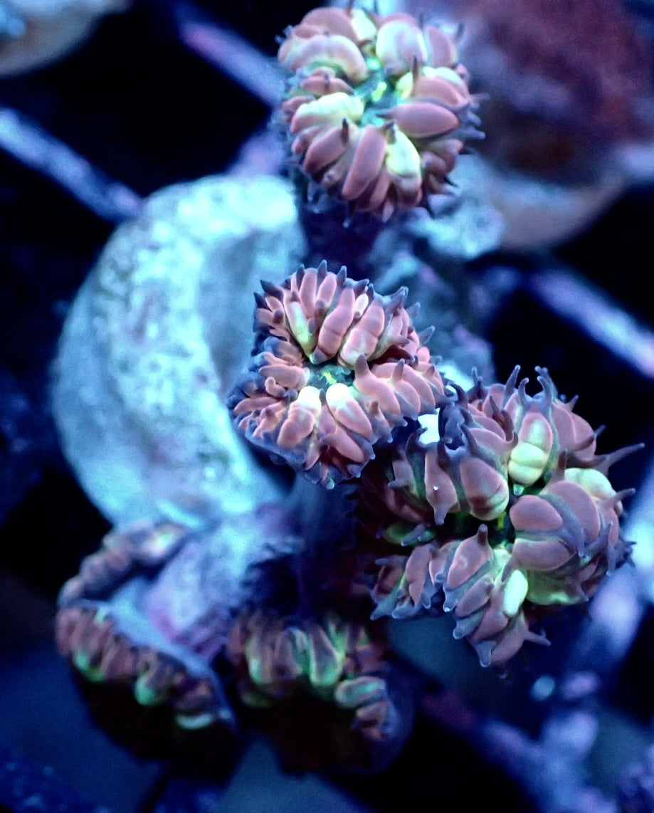 Blastomussa merleti - Frozen Eclipse WYSIWYG 6 Polypen