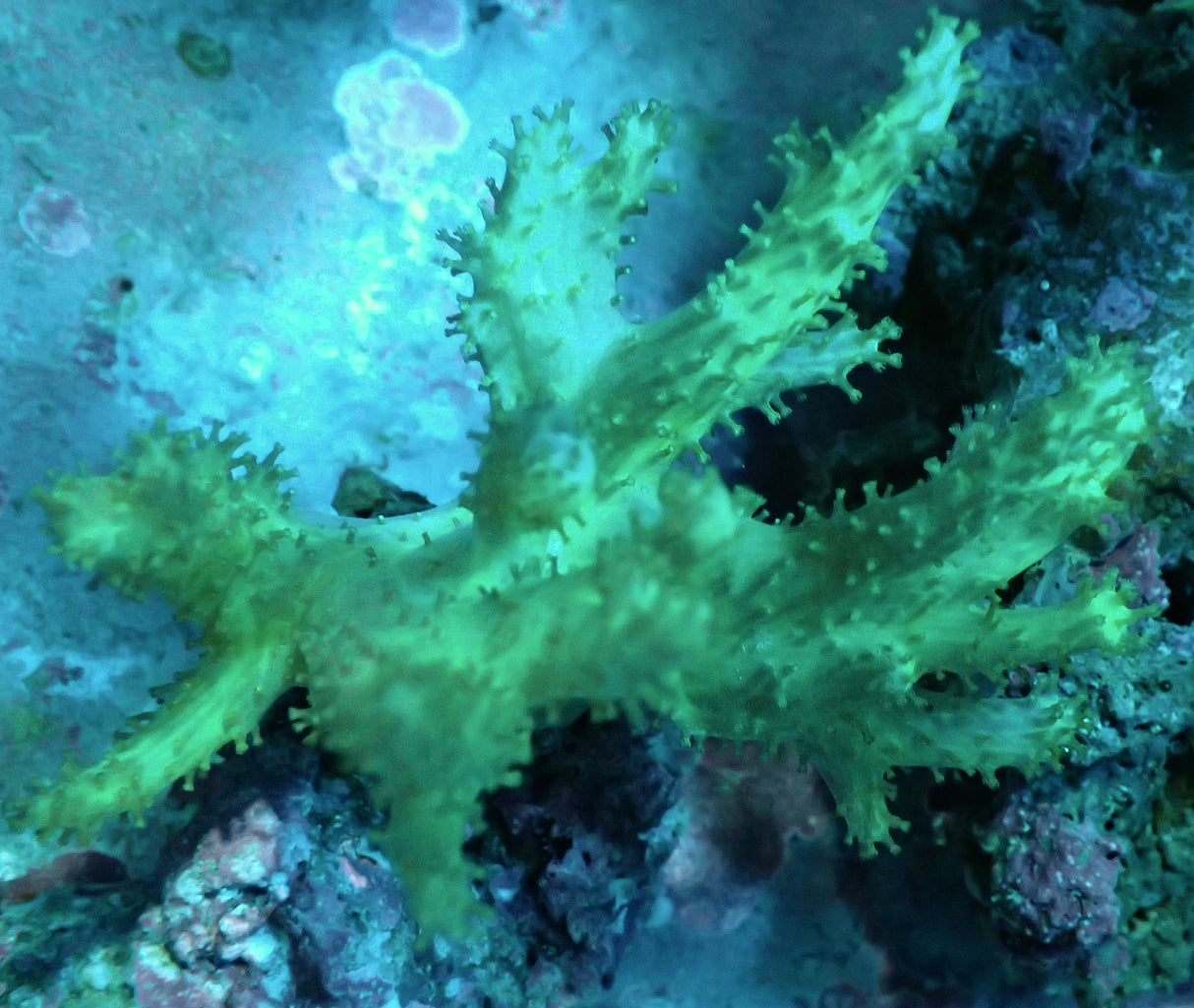 Sinularia grün M WYSIWYG