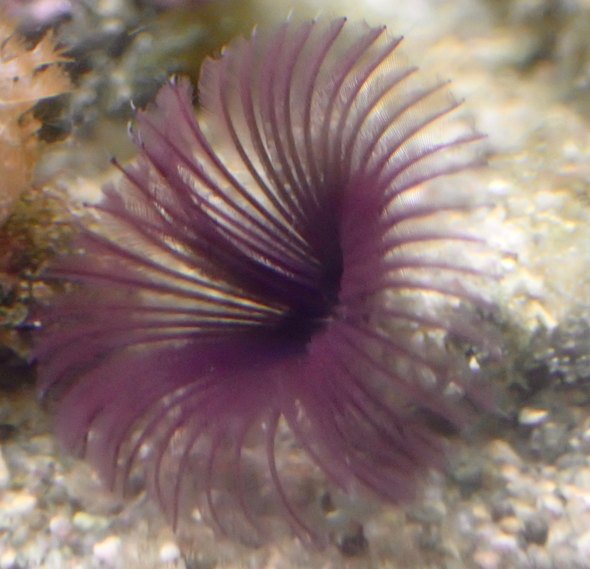 Sabellastarte Röhrenwurm Lila