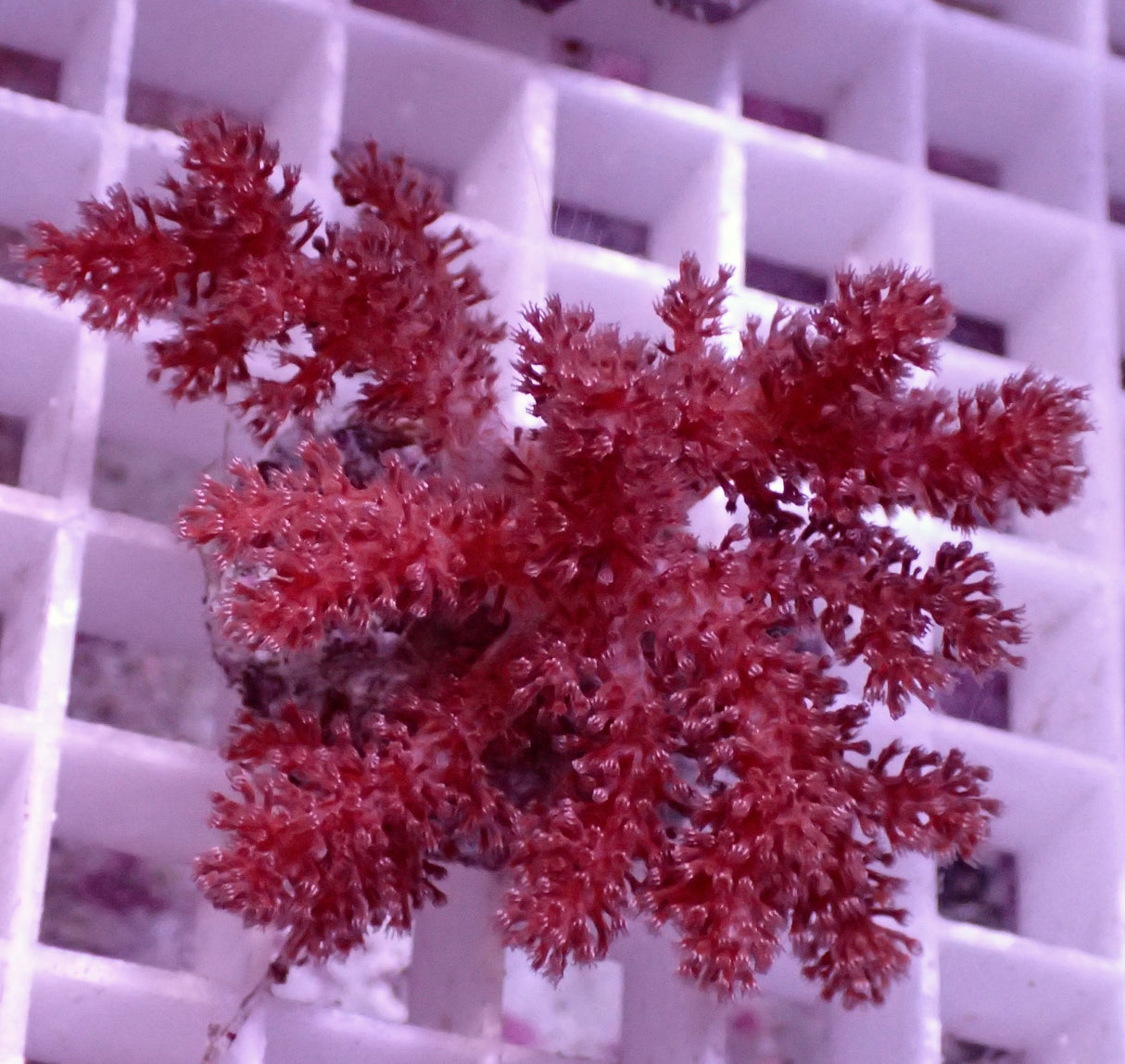 Nephthea sp. Weichkoralle