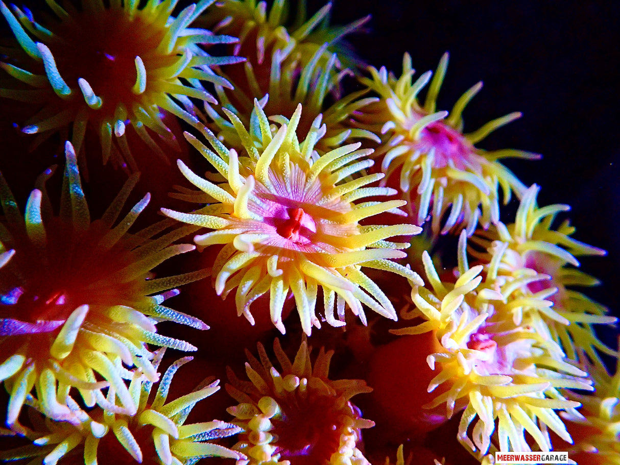 Tubastraea faulkneri