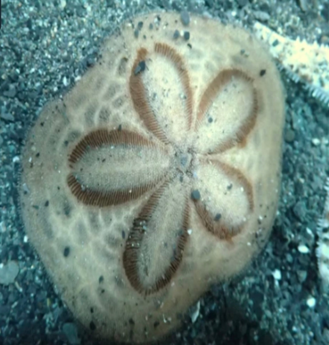 Sanddollar - Clypeaster humilis groß