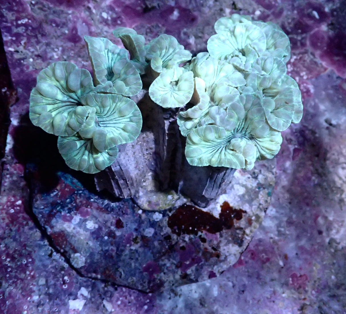 Plerogyra Turbida XL WYSIWYG