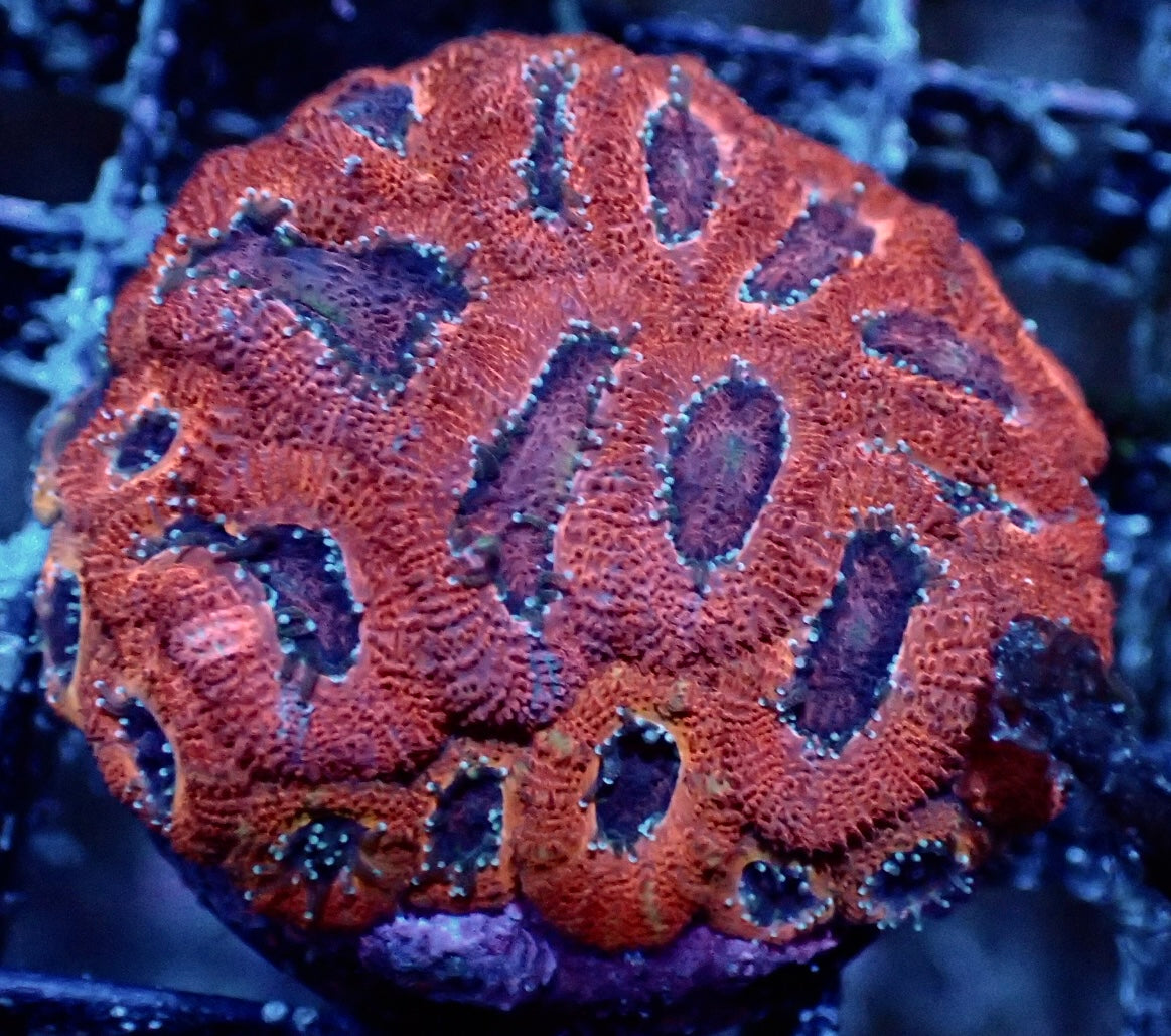 Micromussa amakusensis Ultra rot WYSIWYG RAR