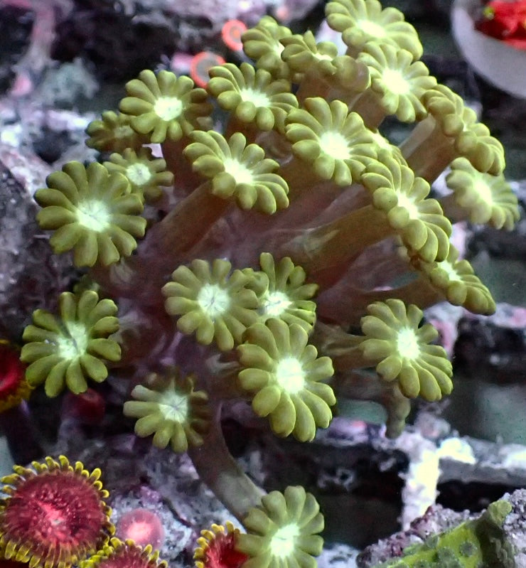 Alveopora grün dicke Polypen - WYSIWYG
