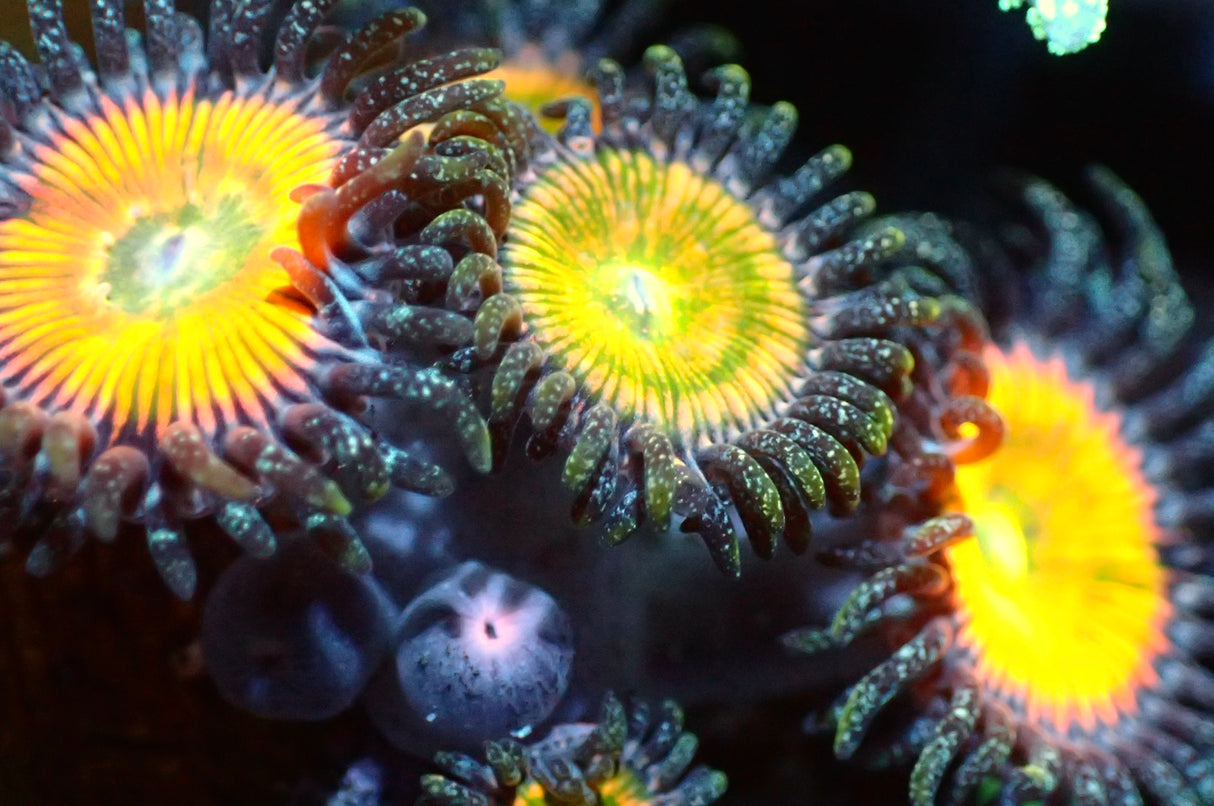 Zoanthus Sunny D 1Polyp