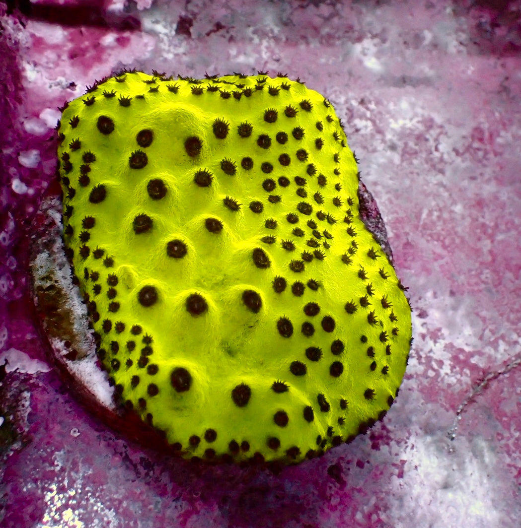 Turbinaria mesenterina Ultra grün