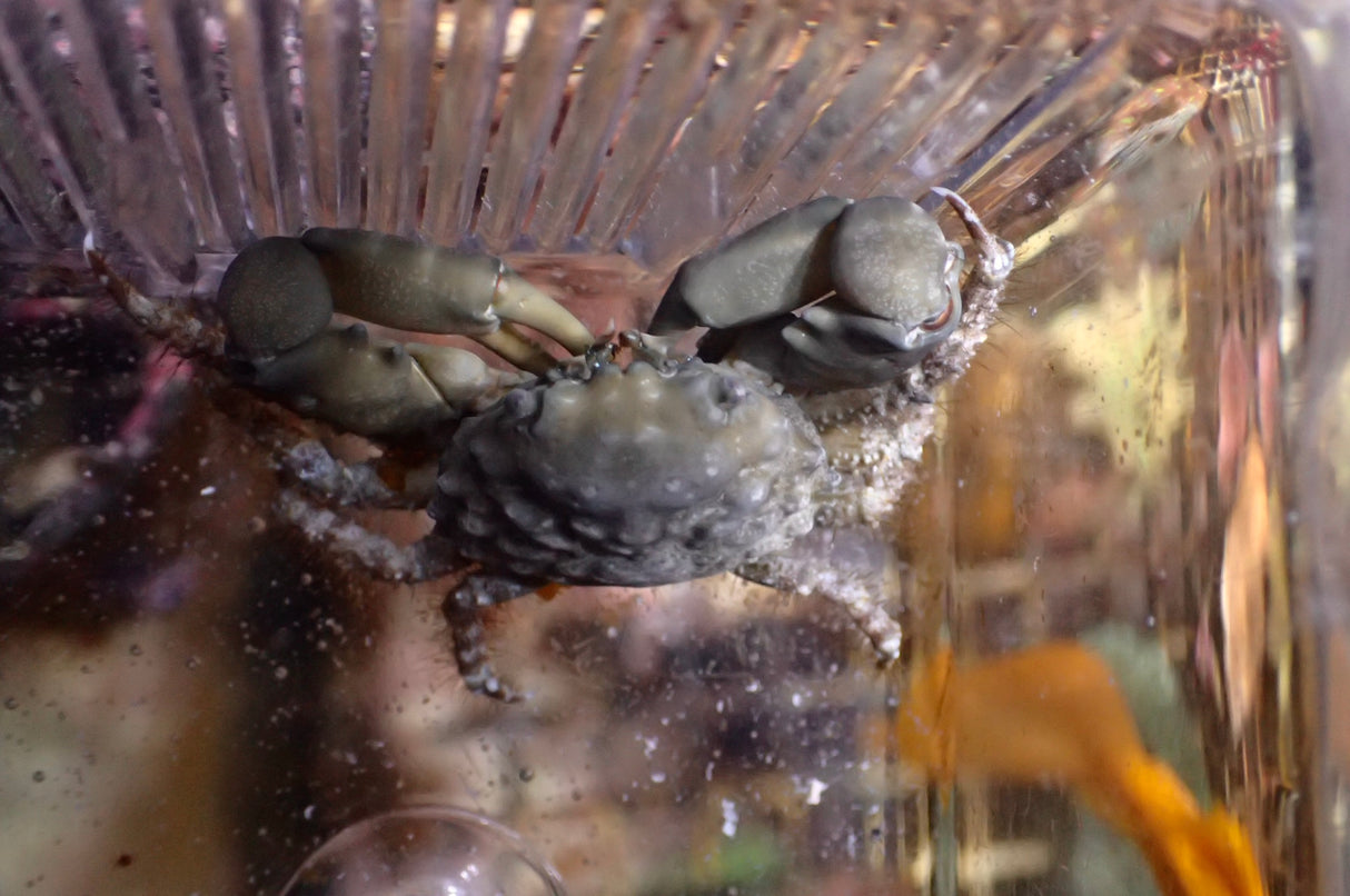 Mitrax Krabbe - Mithraculus sculptus