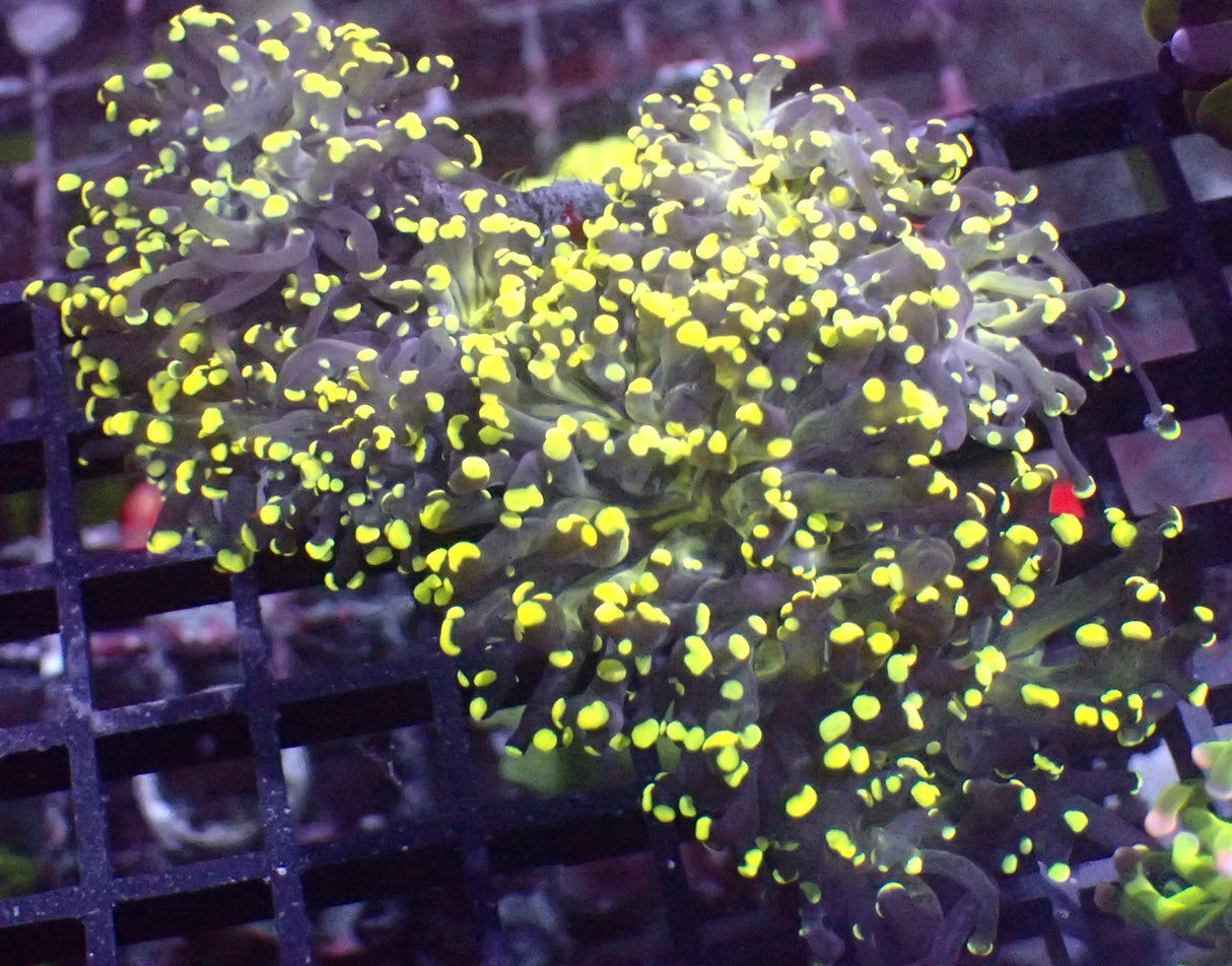 Euphyllia Paradivisa