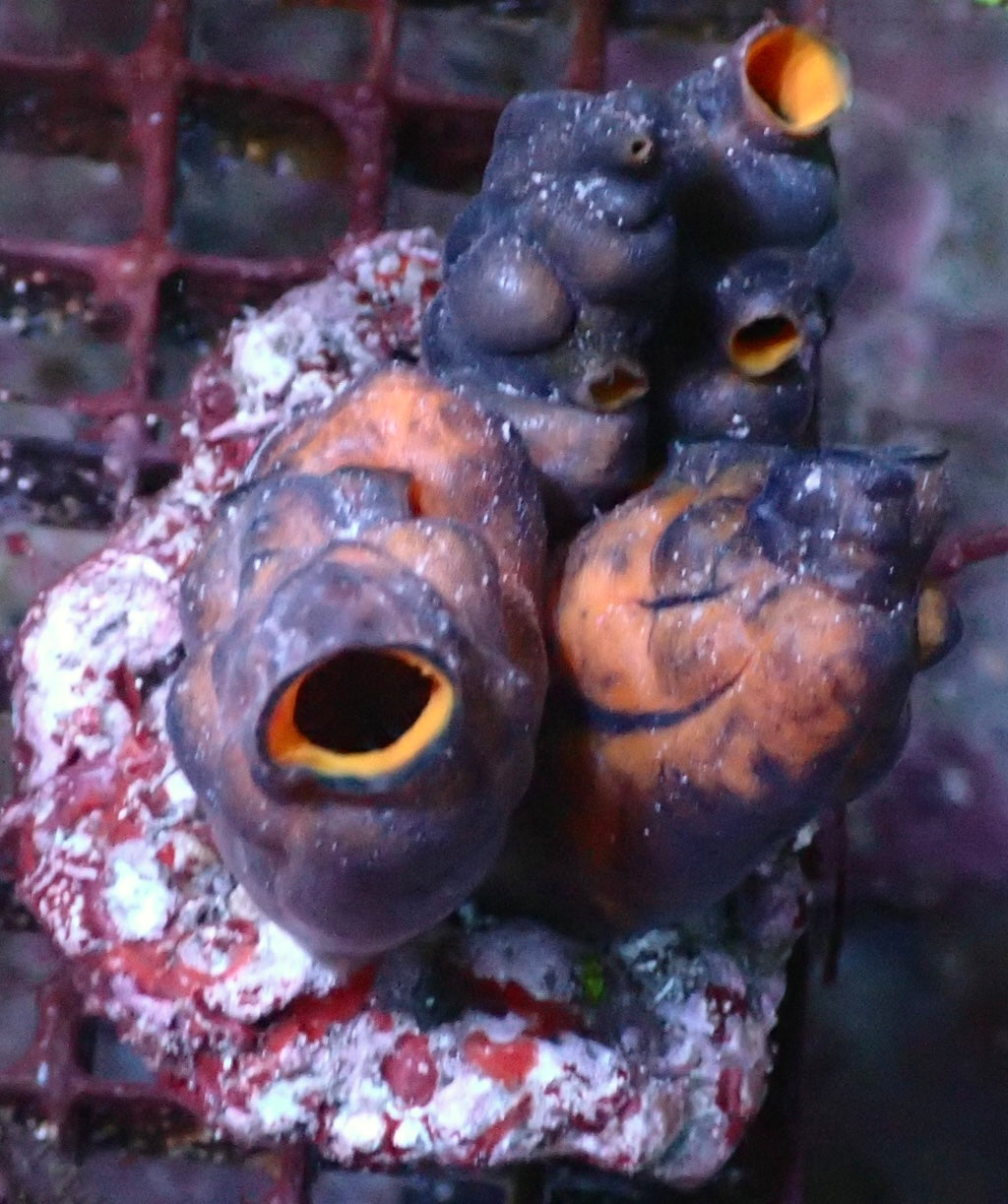 Polycarpa sp. Seescheide