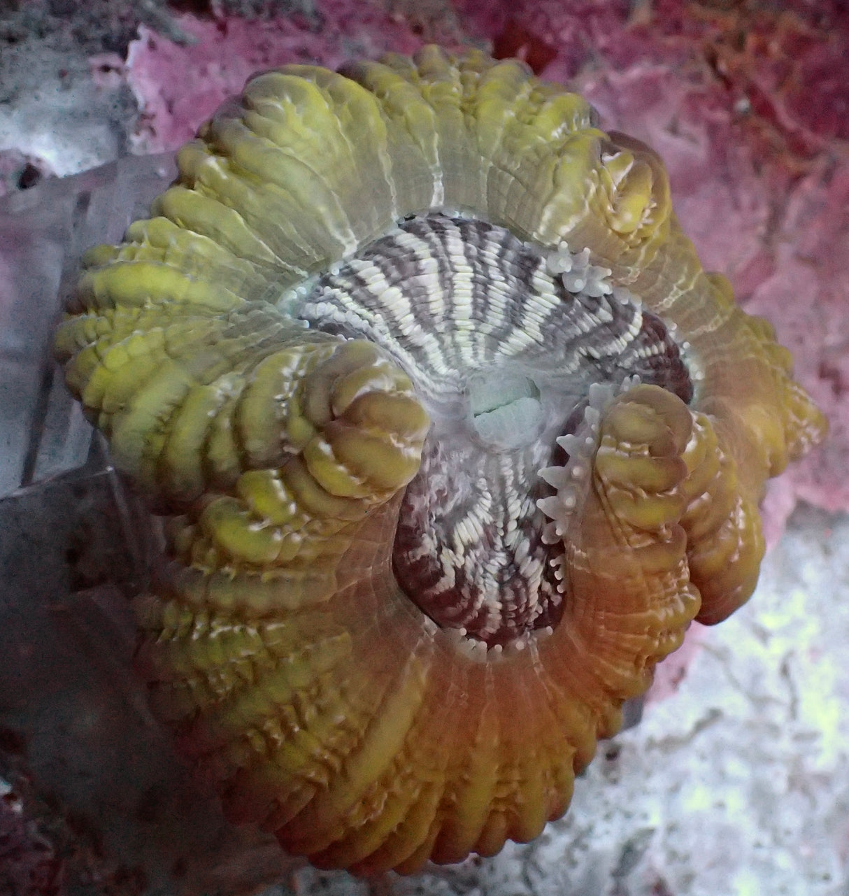 Cynarina Lacrymalis -Tränenkoralle