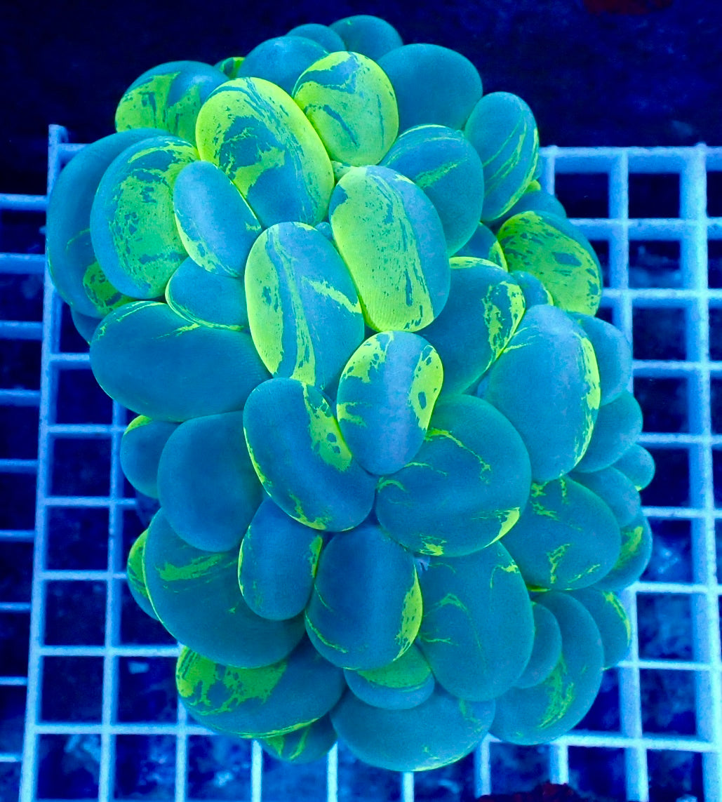 Plerogyra sinuosa splotched - Blasenkoralle L - WYSIWYG