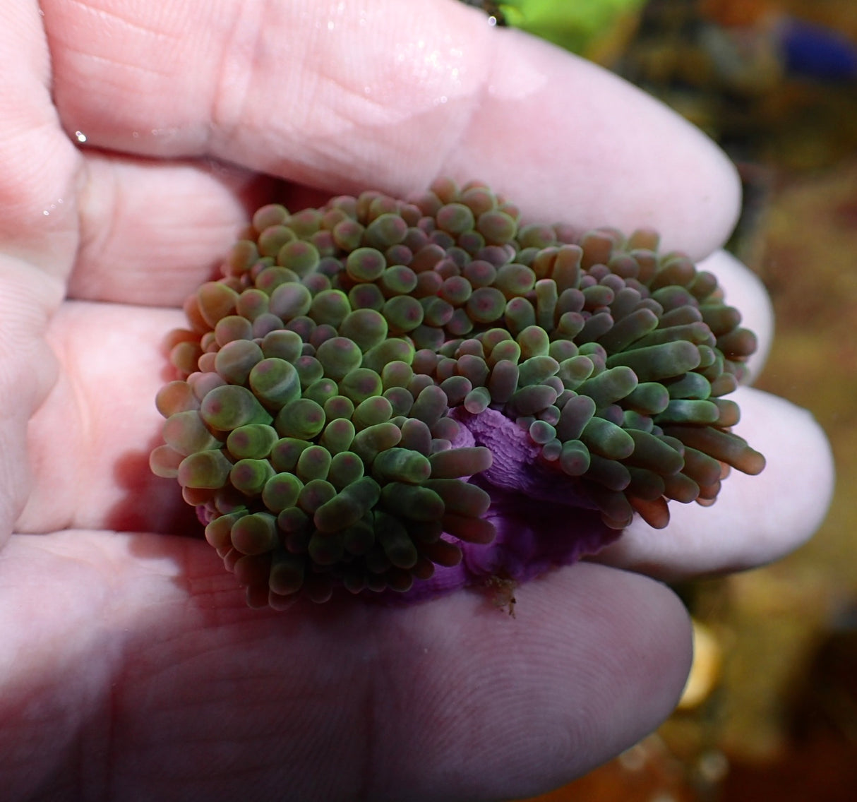 Entacmaea Quadricolor - Lila Fuß und spitzen