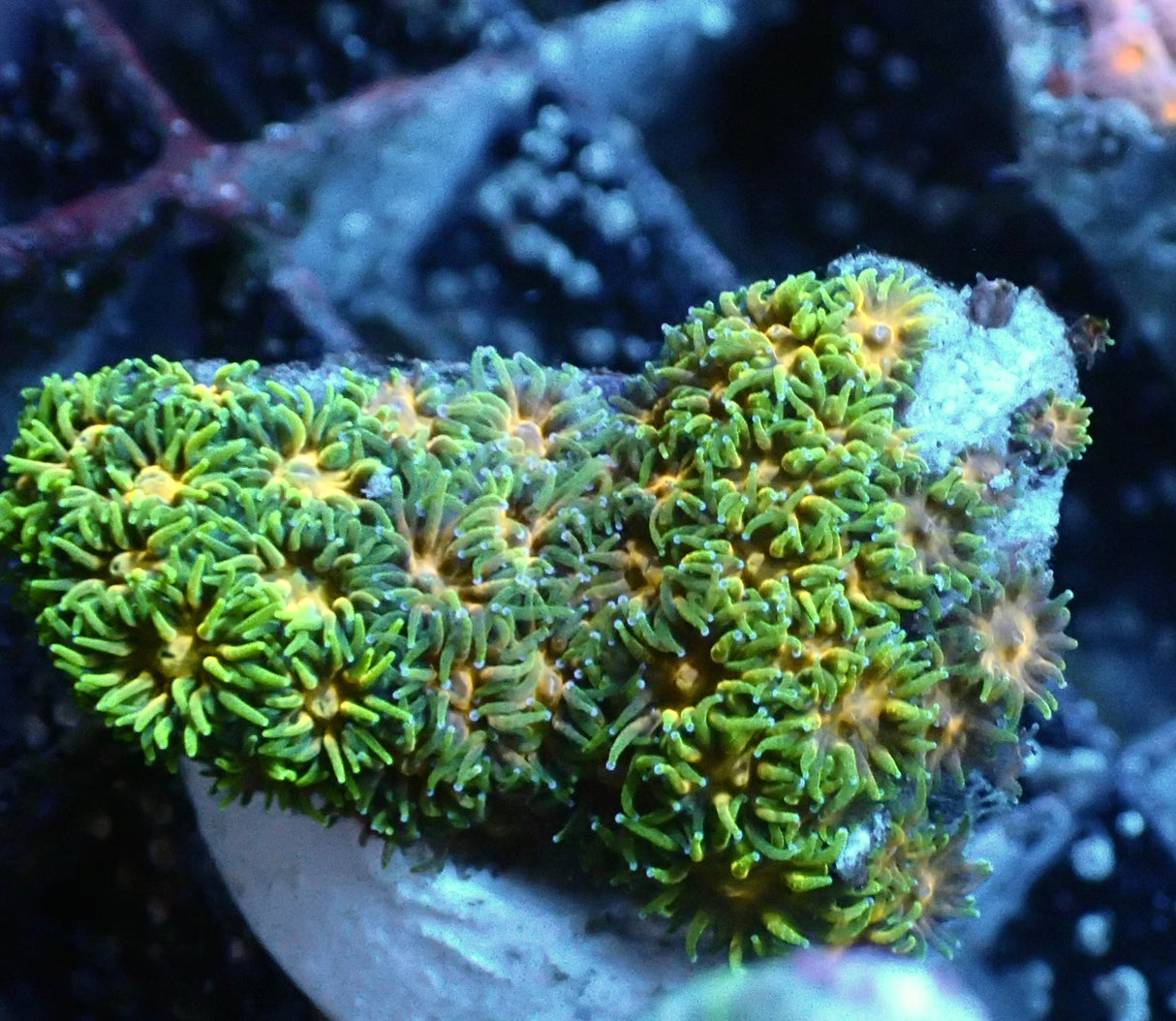 Leptastrea John Deere