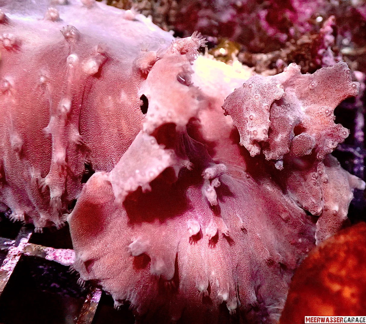 Ohrenlederkoralle - Sinularia brassica