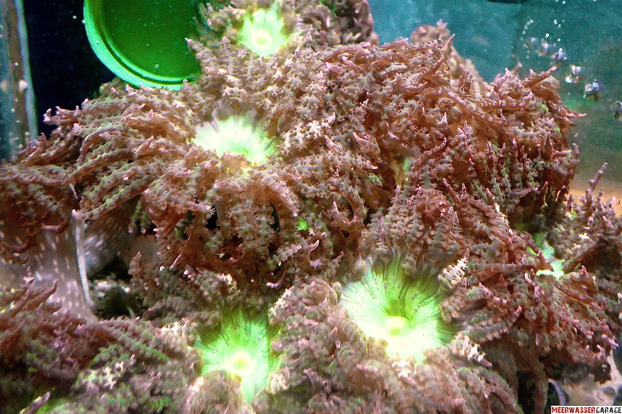 Phymanthus buitendijk - Sandanemone