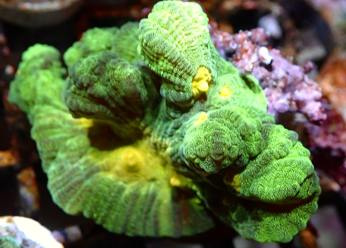 Pectinia Space Invader WYSIWYG