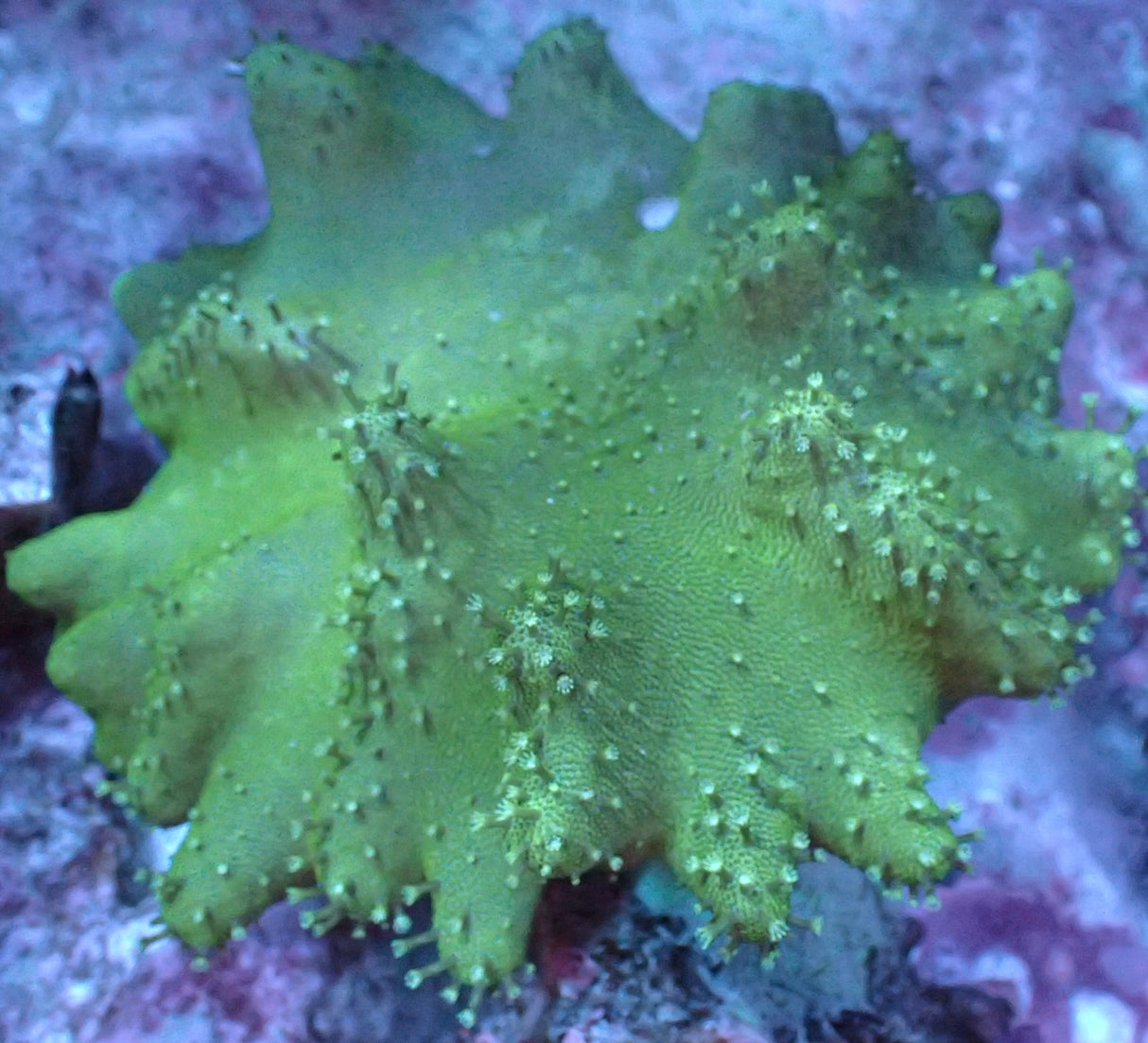 Lobophytum grün XL WYSIWYG