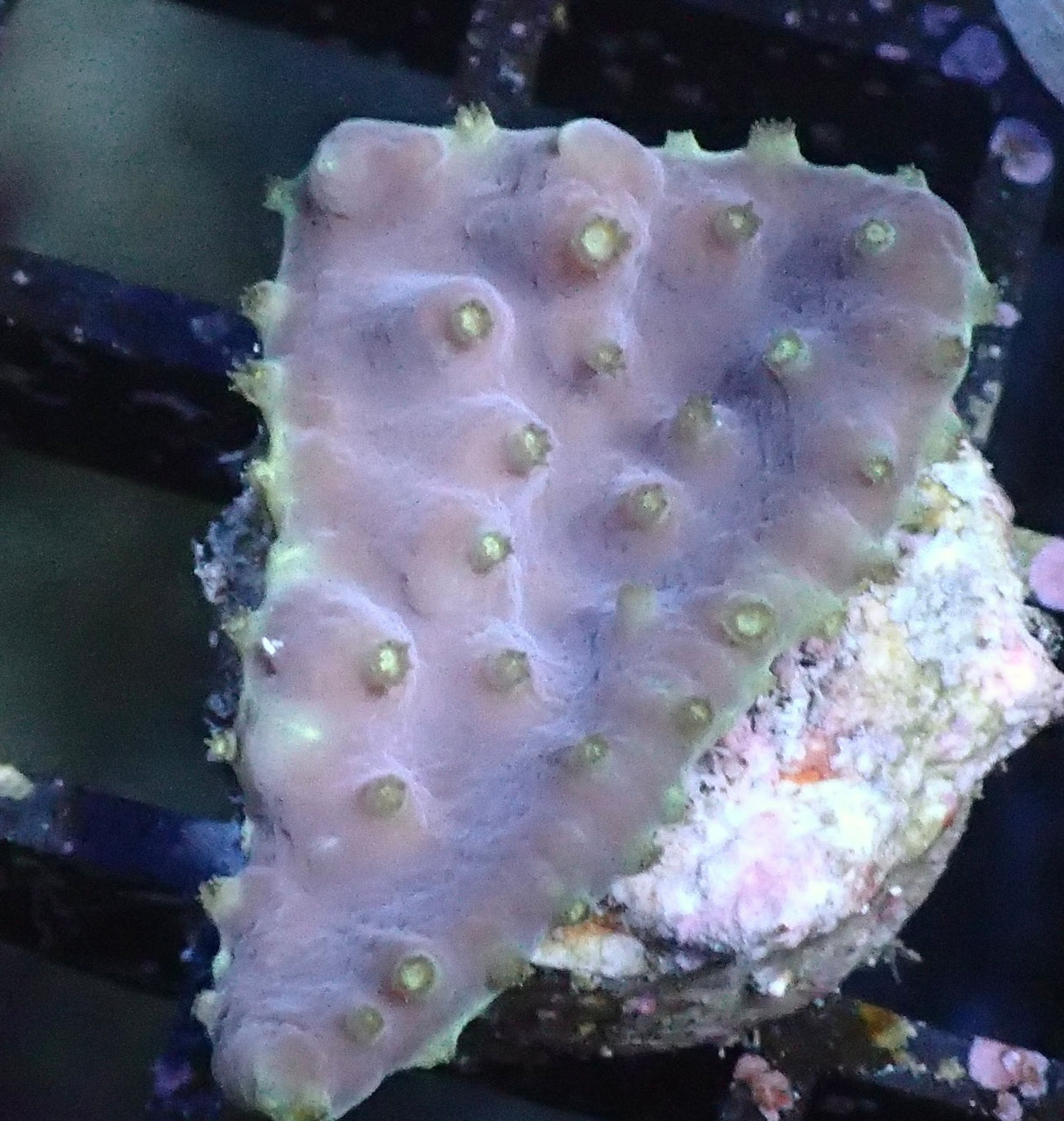 Turbinaria reniformis - Kelchkoralle