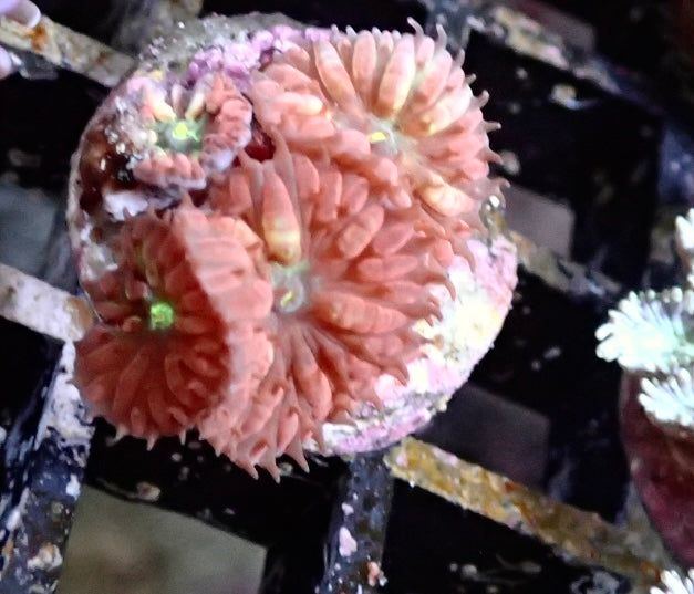 Blastomussa Merleti 4 Polypen