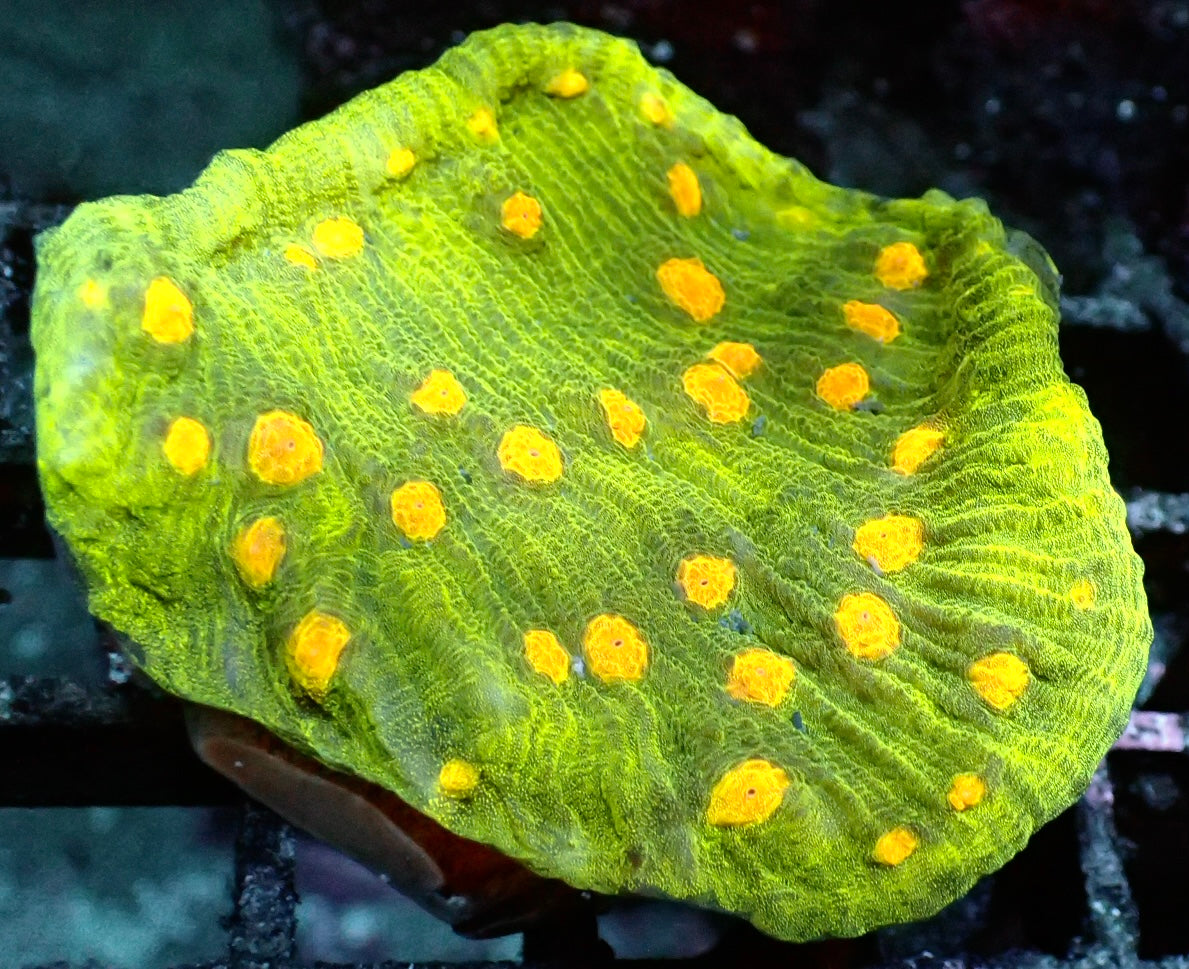 Echinophyllia - Chalice Space Invader