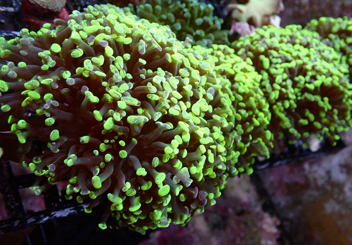 Euphyllia Paraancora