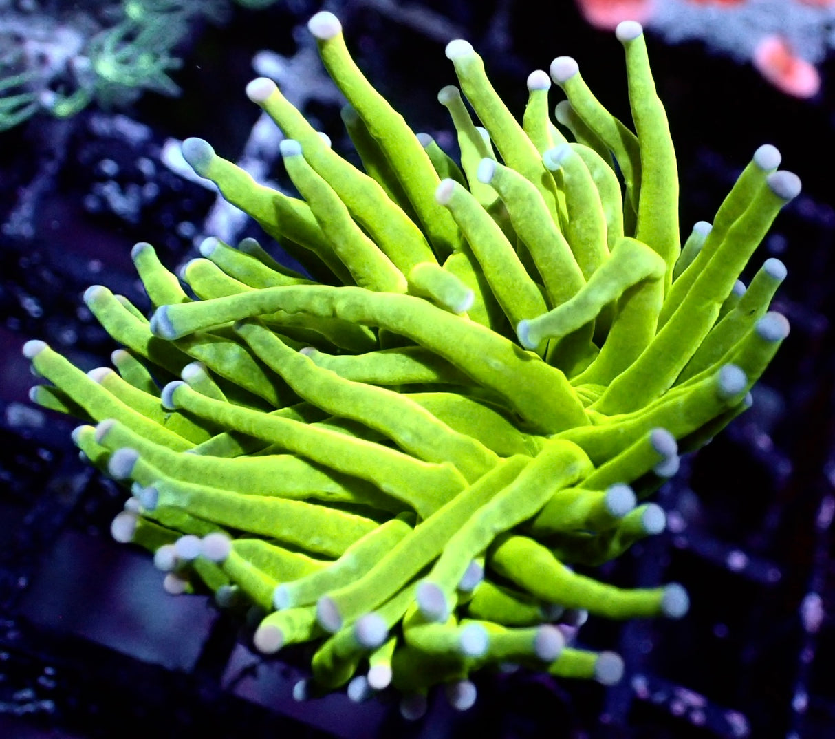 Euphyllia Glabrescense Toxic Green