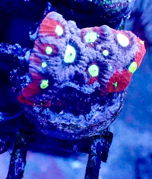 Favites Pentagona WYSIWYG