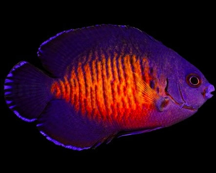 Centropyge bispinosa