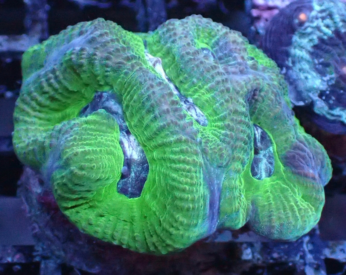 Oulophyllia bennettae