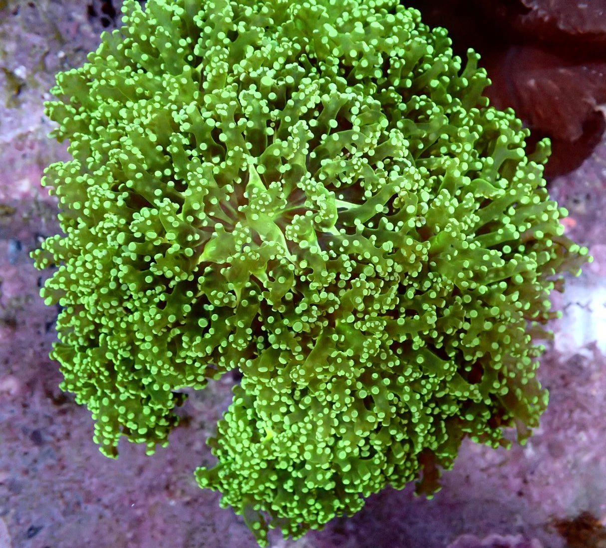 Euphyllia Paradivisa 6 Köpfe