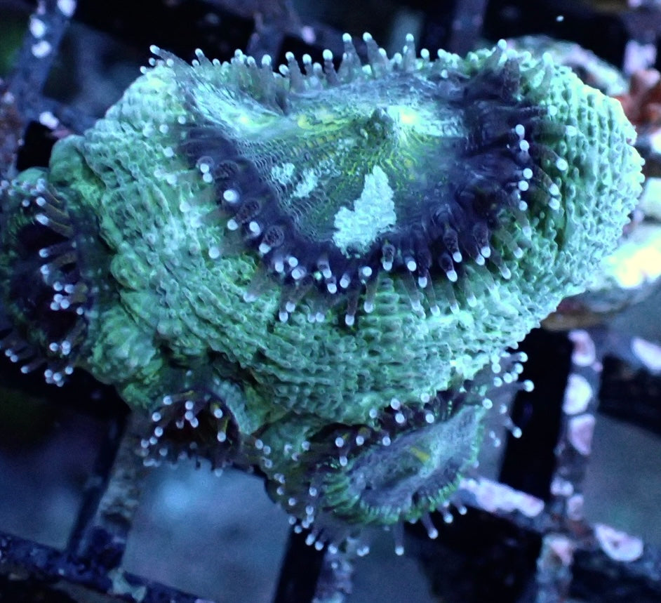 Acanthastrea Bowerbanki WYSIWYG