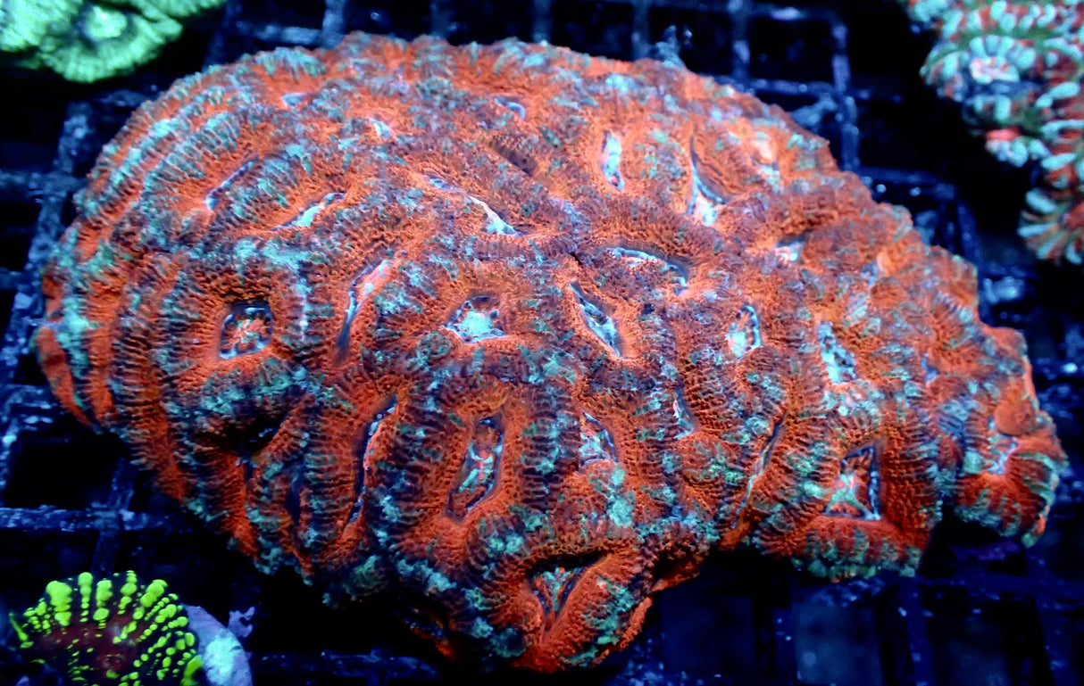 Acanthastrea Lordhowensis rot