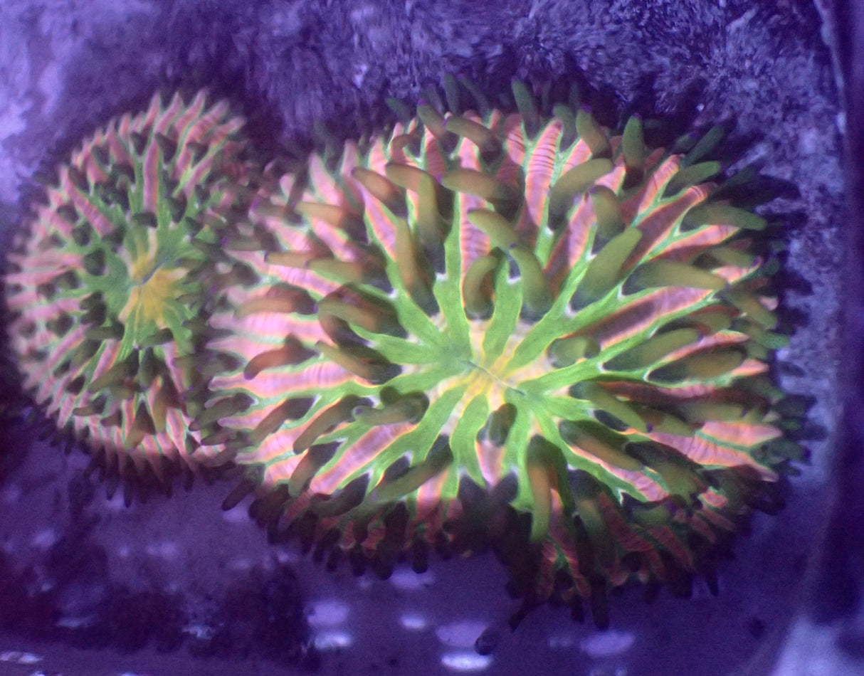 Champignons tricolores XL