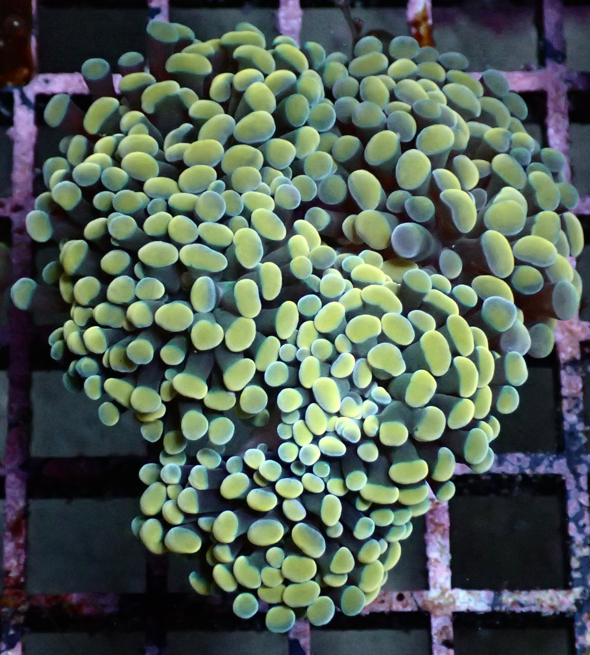 Euphyllia Paraancora gold 4 Köpfe WYSIWYG