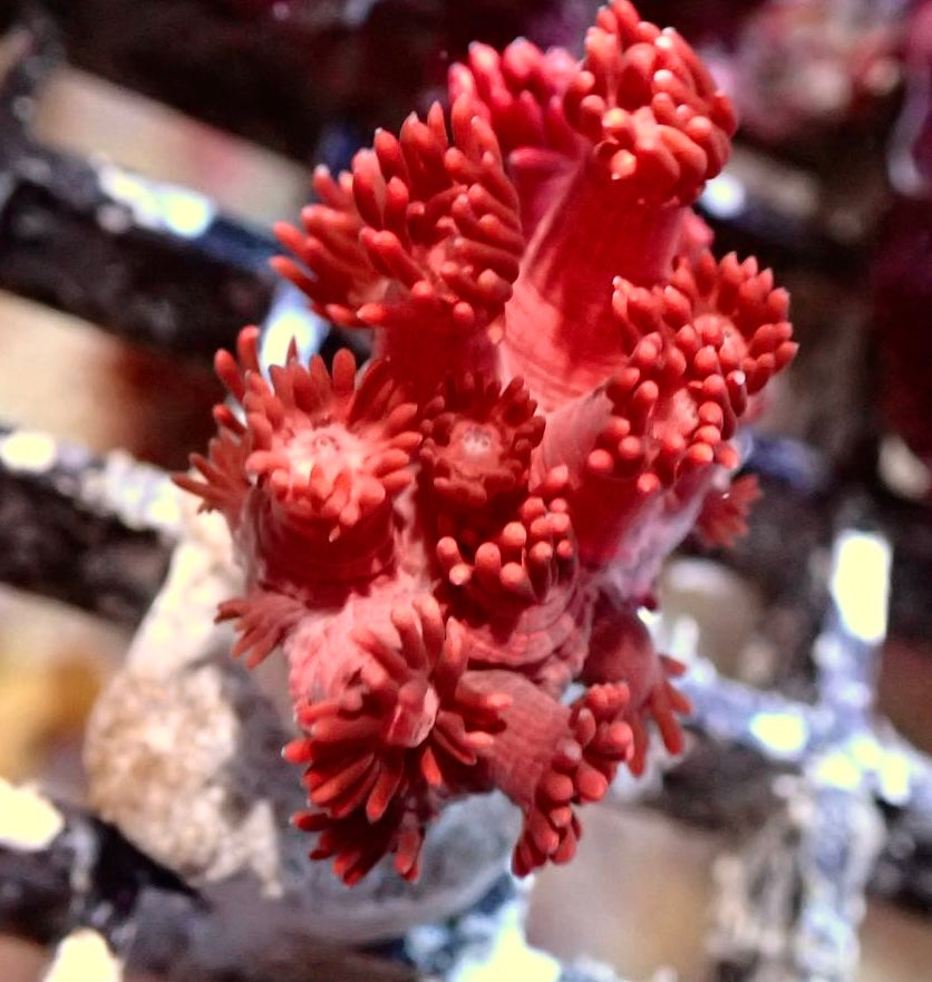 Goniopora Ultra rot