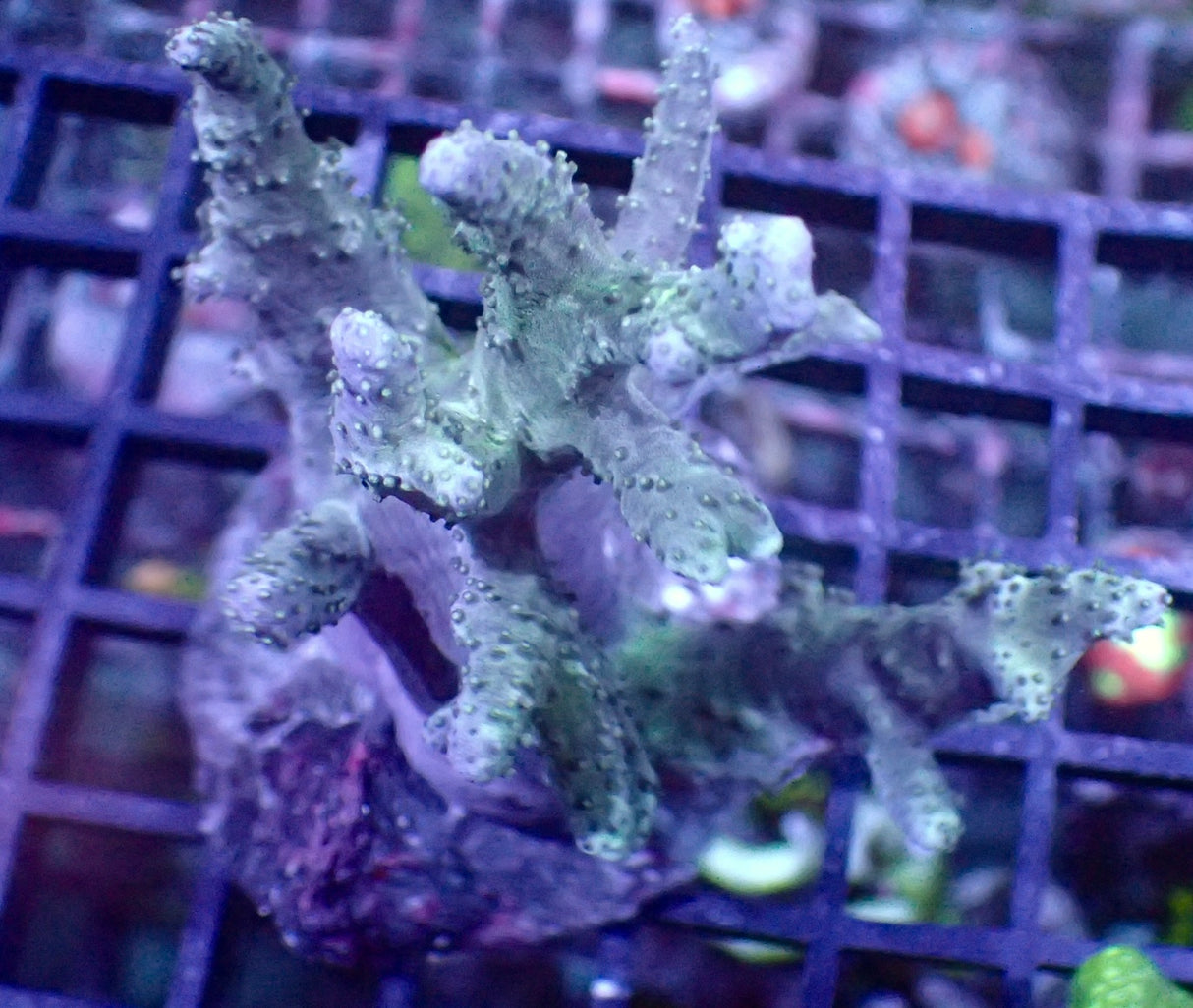 Sinularia grün L WYSIWYG