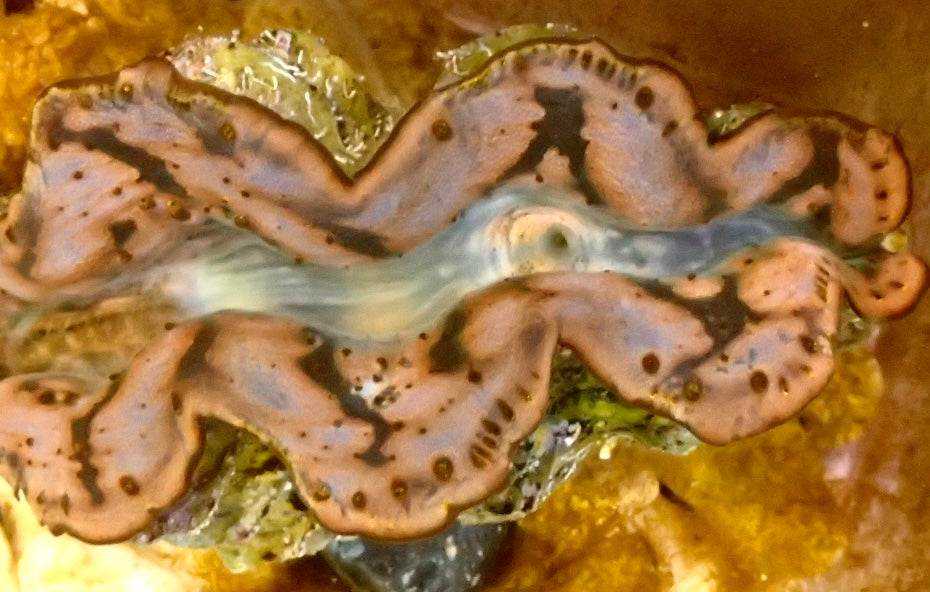 Tridacna Maxima gelb-Gold 5 - 6cm