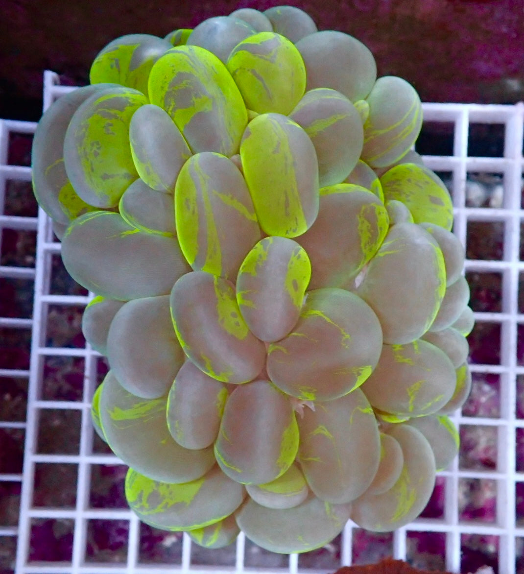 Plerogyra sinuosa splotched - Blasenkoralle L - WYSIWYG