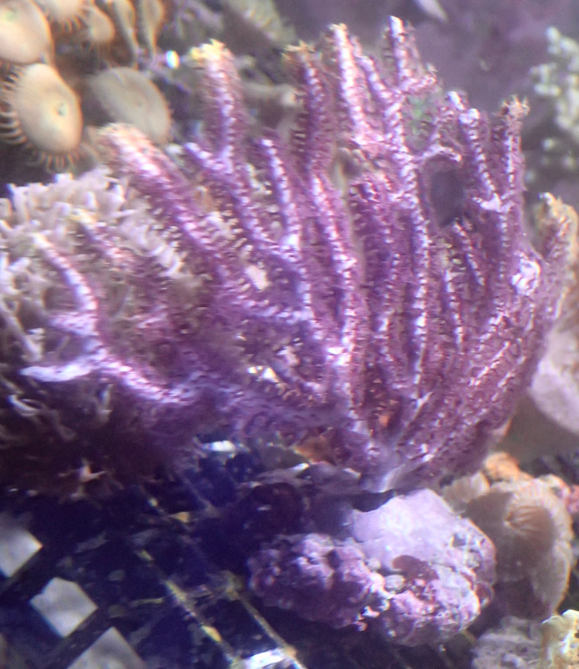 Echinogorgia - Farbwechselgorgonie Ableger