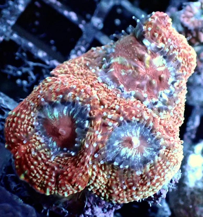 Acanthastrea Bowerbanki WYSIWYG